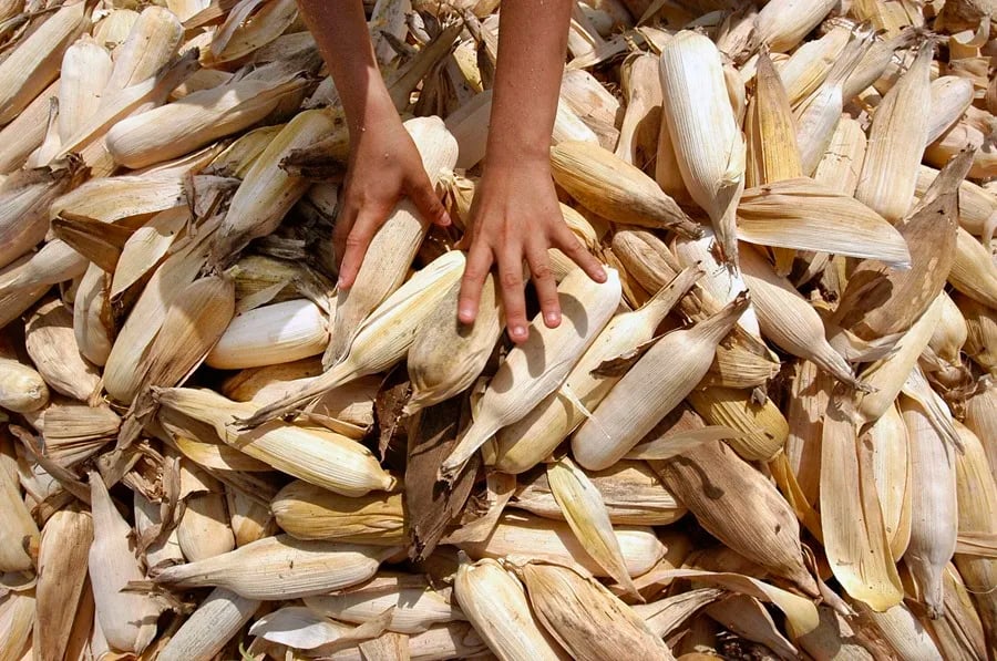 Importaciones de maíz, factor que lastima el precio del grano local: Tania González Pérez 